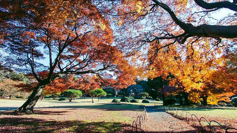 ใบไม้เปลี่ยนสี สวนชินจูกุเกียวเอ็น