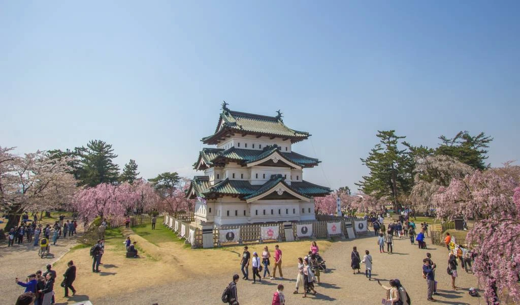 hirosaki castle cherry blossom 1