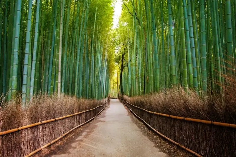 arashiyama bamboo 1