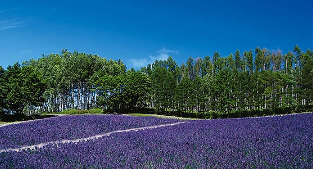 lavender forest field