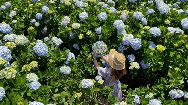 สวนดอกไฮเดรนเยียเมืองดาลัด