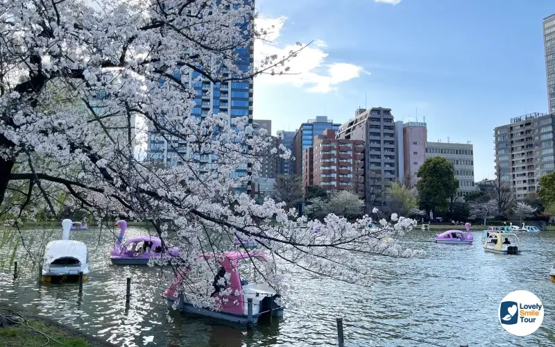 พาชมซากุระ สวนอุเอโนะ เมืองโตเกียว อัปเดทปี 2025 4 ueno 1 1