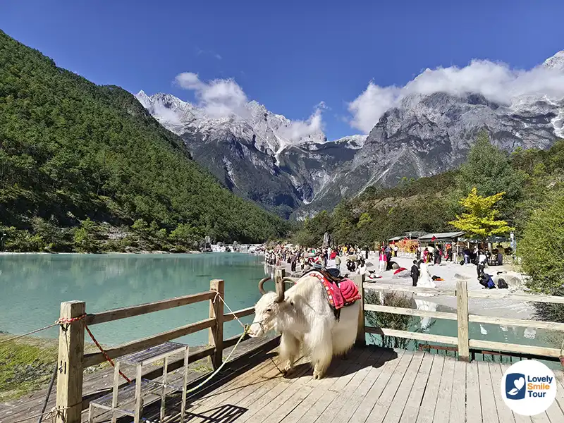 รีวิว ภูเขาหิมะมังกรหยก Jade Dragon Snow Mountain สถานที่ท่องเที่ยว 5A เมืองลี่เจียง 16 ขี่จามรีถ่ายรูปริมทะเลสาบไป๋สุ่ยเหอ