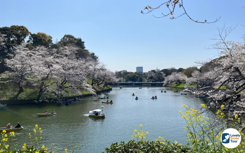 รีวิวทัวร์โตเกียว อิบารากิ ฟูจิ ซากุระ 5 วัน 3 คืน 20 Chidorigafuchi Park
