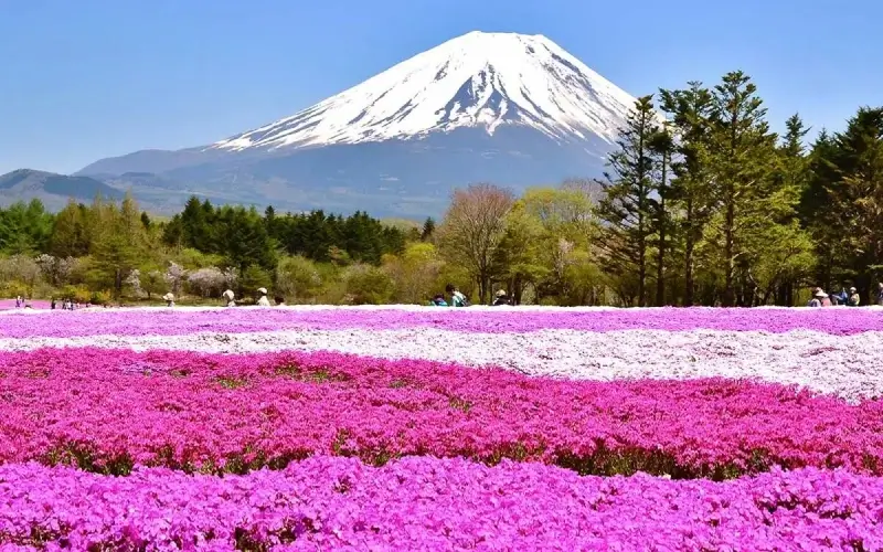 รีวิว Fuji Shibazakura Festival ชมทุ่งพิงค์มอสหลากสีที่หนึ่งปีมีหนึ่งครั้ง 2025 4 Fuji Shibazakura Festival