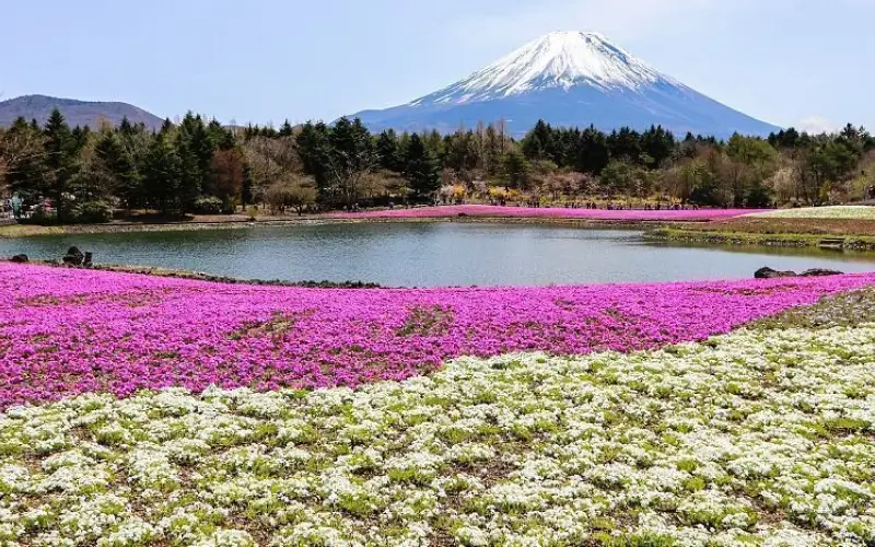 รีวิว Fuji Shibazakura Festival ชมทุ่งพิงค์มอสหลากสีที่หนึ่งปีมีหนึ่งครั้ง 2025 5 Fuji Shibazakura Festival