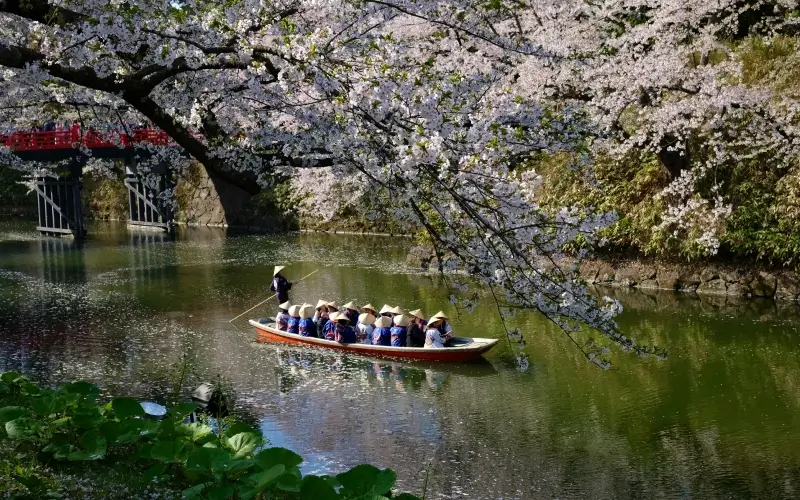 แนะนำชมดอกซากุระที่ญี่ปุ่นช่วงไหนดี 9 Hirosaki Park 1