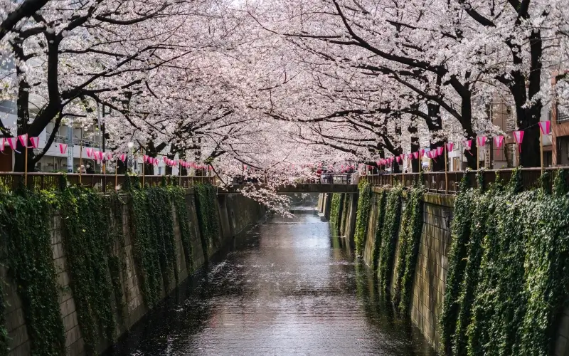 แนะนำชมดอกซากุระที่ญี่ปุ่นช่วงไหนดี 6 Meguro River 1