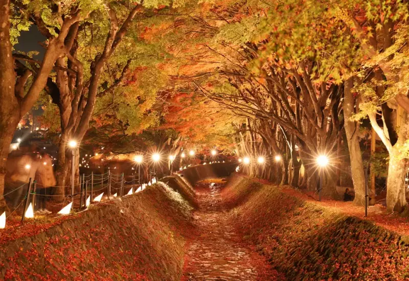 รีวิว ชมใบไม้เปลี่ยนสี อุโมงค์ใบเมเปิ้ล Momiji Corridor 4 Momiji Corridor 02