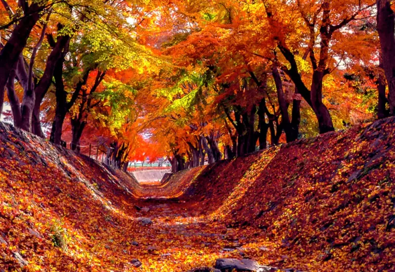 รีวิว ชมใบไม้เปลี่ยนสี อุโมงค์ใบเมเปิ้ล Momiji Corridor 3 Momiji Corridor 03