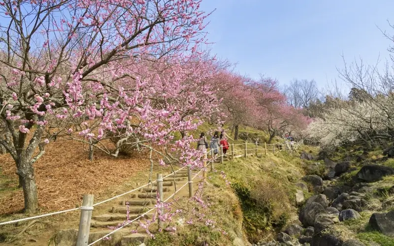 รีวิว ภูเขาสึคุบะ ฟูจิแห่งตะวันออก เมืองอิบารากิ สายธรรมชาติต้องไม่พลาด 2025 8 ภูเขาสึคุบะ