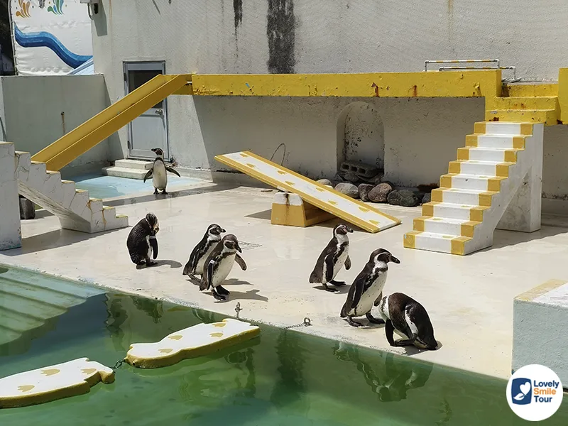 3 ที่เที่ยวเมืองโอตารุที่ต้องไป อัปเดตล่าสุด 14 โชว์เพนกวิน otaru aqurium