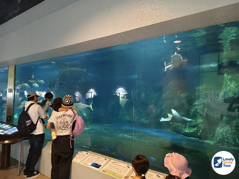 3 ที่เที่ยวเมืองโอตารุที่ต้องไป อัปเดตล่าสุด 12 Otaru Aquarium