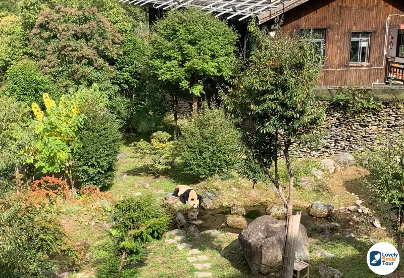 รีวิว ทัวร์อู่ฮั่น 5 วัน 4 คืน ประเทศจีน 48 Shennongjia Giant Panda House
