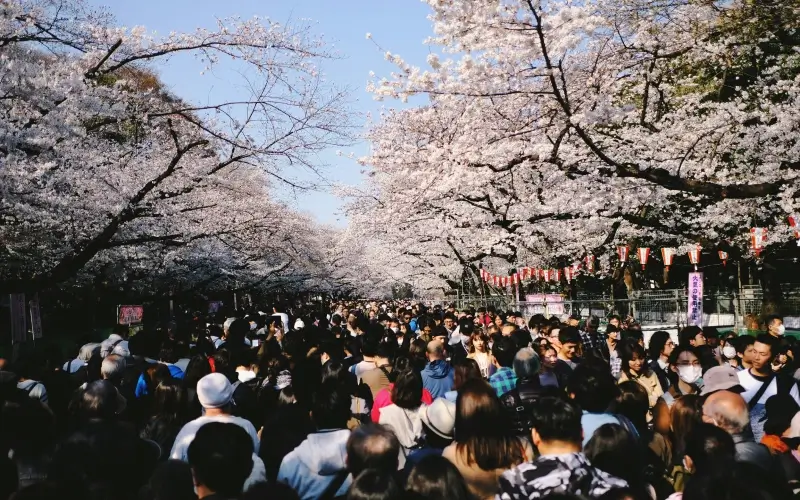 แนะนำชมดอกซากุระที่ญี่ปุ่นช่วงไหนดี 5 ueno park 1