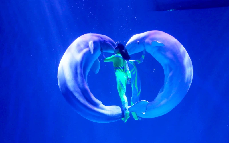 โชว์ Heart of the Ocean