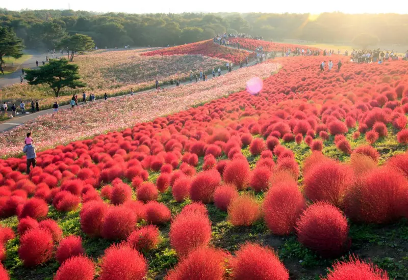 ทัวร์อิบารากิ