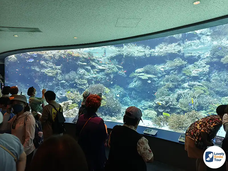 รีวิว Okinawa Churaumi Aquarium พิพิธภัณฑ์สัตว์น้ำโอกินาว่า อัปเดตล่าสุด 8 โซนแนวปะการัง