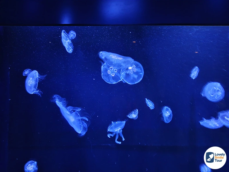 รีวิว Okinawa Churaumi Aquarium พิพิธภัณฑ์สัตว์น้ำโอกินาว่า อัปเดตล่าสุด 9 โซนสิ่งมีชีวิตในทะเลน้ำลึก