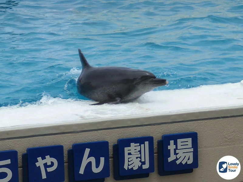 รีวิว Okinawa Churaumi Aquarium พิพิธภัณฑ์สัตว์น้ำโอกินาว่า อัปเดตล่าสุด 21 ปลาโลมาขึ้นมาเต้นโชว์