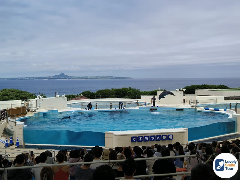 รีวิว Okinawa Churaumi Aquarium พิพิธภัณฑ์สัตว์น้ำโอกินาว่า อัปเดตล่าสุด 20 โชว์โลมา