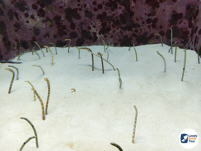 รีวิว Okinawa Churaumi Aquarium พิพิธภัณฑ์สัตว์น้ำโอกินาว่า อัปเดตล่าสุด 10 ปลาไหลสวน