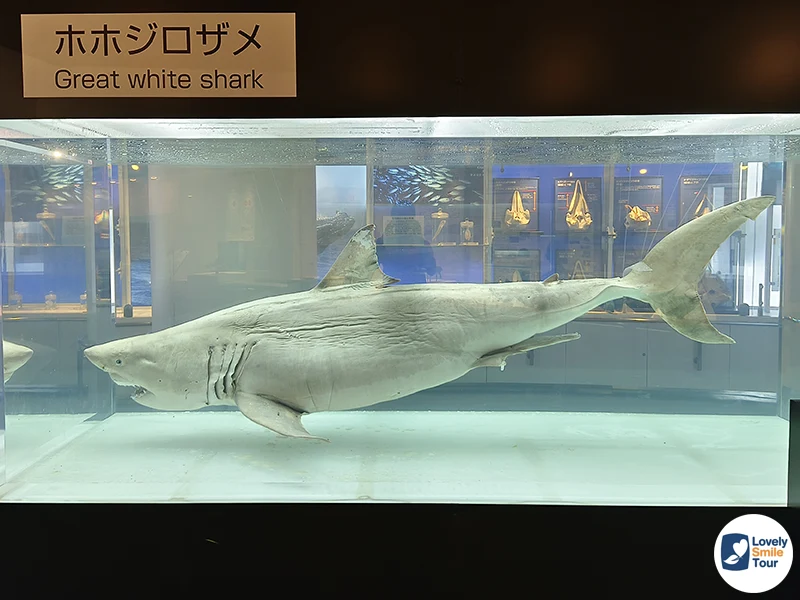 รีวิว Okinawa Churaumi Aquarium พิพิธภัณฑ์สัตว์น้ำโอกินาว่า อัปเดตล่าสุด 18 ปลาฉลามขาวขนาดใหญ่