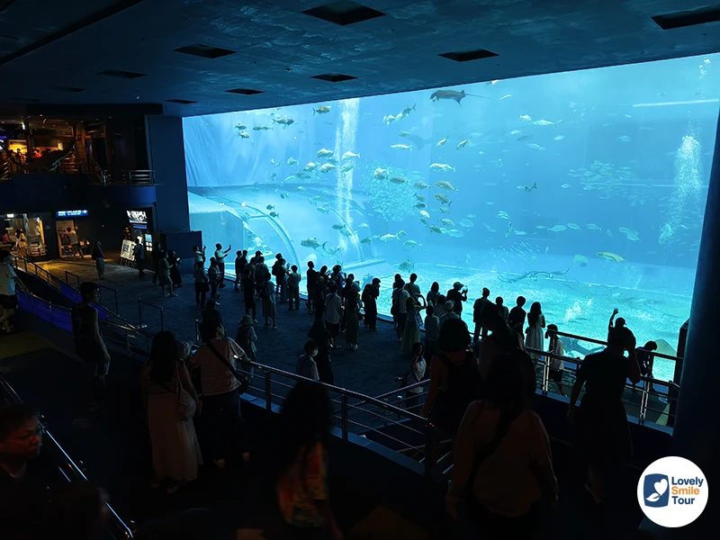 รีวิว Okinawa Churaumi Aquarium พิพิธภัณฑ์สัตว์น้ำโอกินาว่า อัปเดตล่าสุด 13 Okinawa Churaumi Aquarium