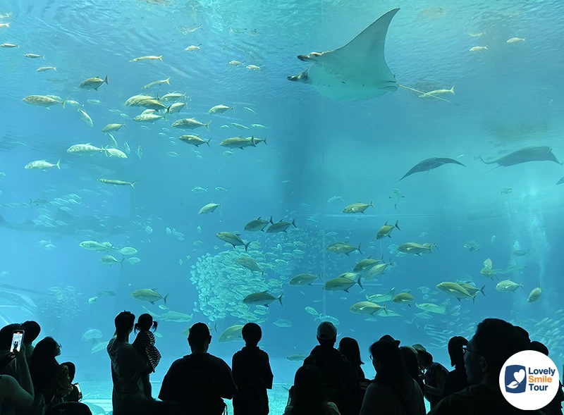 รีวิว Okinawa Churaumi Aquarium พิพิธภัณฑ์สัตว์น้ำโอกินาว่า อัปเดตล่าสุด 15 ปลากระเบนแมนต้า แทงค์น้ำคุโรชิโอะ ทัวร์โอกินาว่า