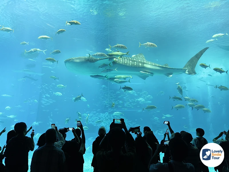 รีวิว Okinawa Churaumi Aquarium พิพิธภัณฑ์สัตว์น้ำโอกินาว่า อัปเดตล่าสุด 14 ฉลามวาฬยักษ์ Okinawa Churaumi Aquarium