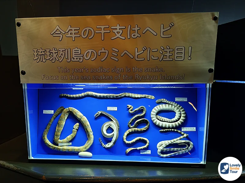 รีวิว Okinawa Churaumi Aquarium พิพิธภัณฑ์สัตว์น้ำโอกินาว่า อัปเดตล่าสุด 11 งูทะเล