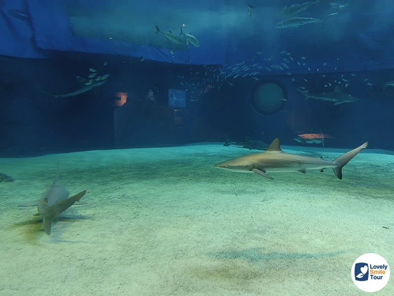 รีวิว Okinawa Churaumi Aquarium พิพิธภัณฑ์สัตว์น้ำโอกินาว่า อัปเดตล่าสุด 16 ปลาฉลาม