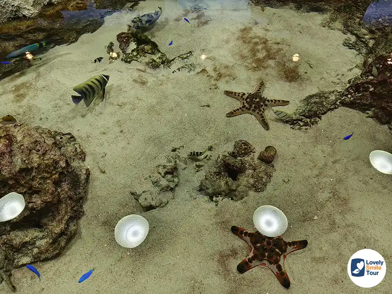 รีวิว Okinawa Churaumi Aquarium พิพิธภัณฑ์สัตว์น้ำโอกินาว่า อัปเดตล่าสุด 7 starfish okinawa churaumi aquarium