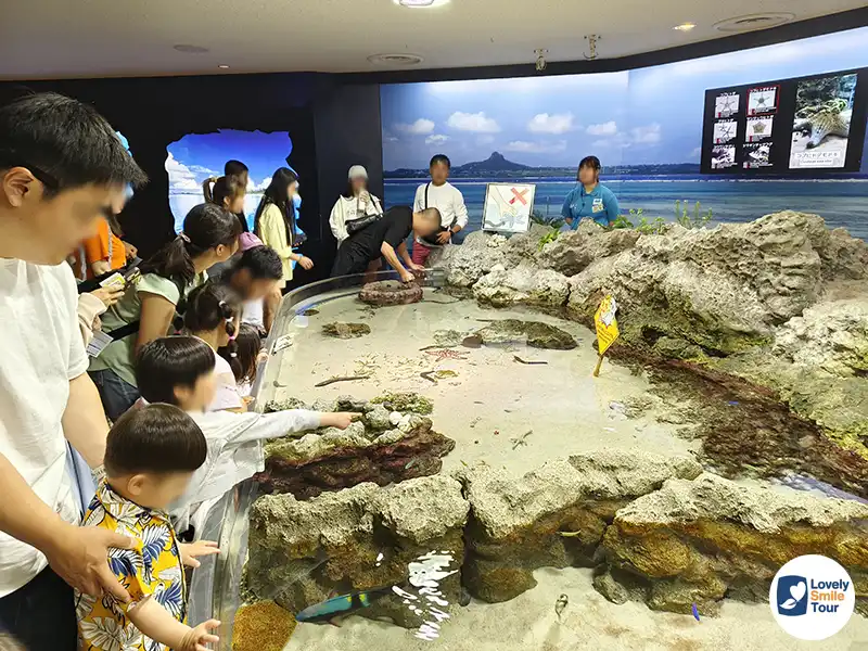 รีวิว Okinawa Churaumi Aquarium พิพิธภัณฑ์สัตว์น้ำโอกินาว่า อัปเดตล่าสุด 6 บ่อปลาดาว