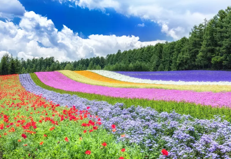 Tomita Farm ทัวร์ฟุราโน่