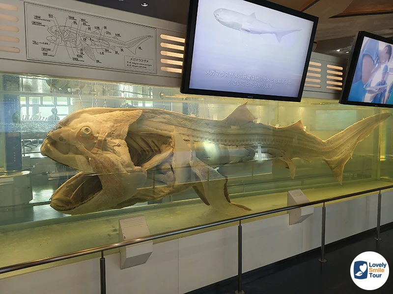 รีวิว Okinawa Churaumi Aquarium พิพิธภัณฑ์สัตว์น้ำโอกินาว่า อัปเดตล่าสุด 19 ฉลามวาฬ