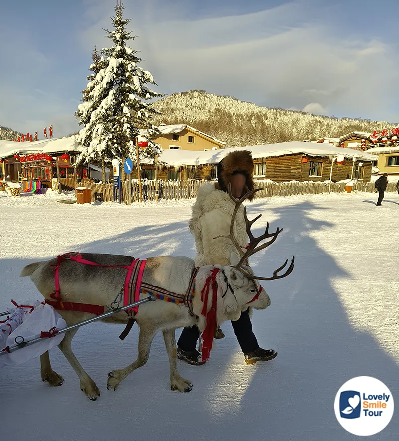 รีวิวเที่ยว หมู่บ้านหิมะฮาร์บิน China Snow Town พร้อมวิธีเตรียมตัว 11 กวางลากเลื่อนที่หมู่บ้านหิมะฮาร์บิน