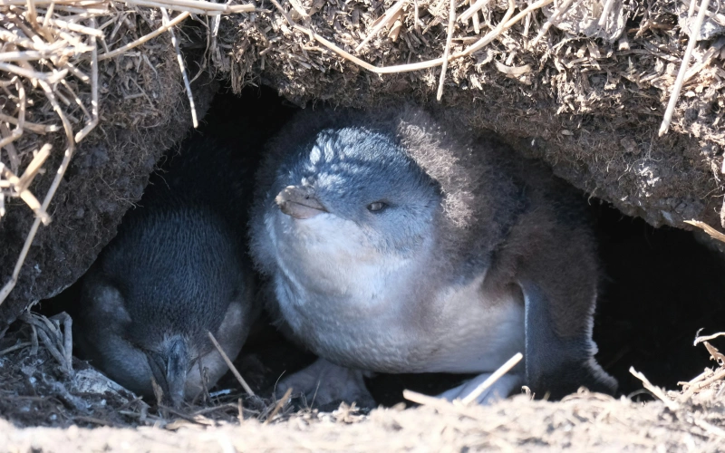 เพนกวินนางฟ้า