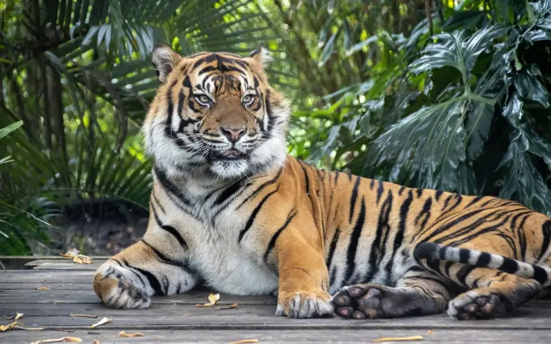 สวนสัตว์ทารองก้า