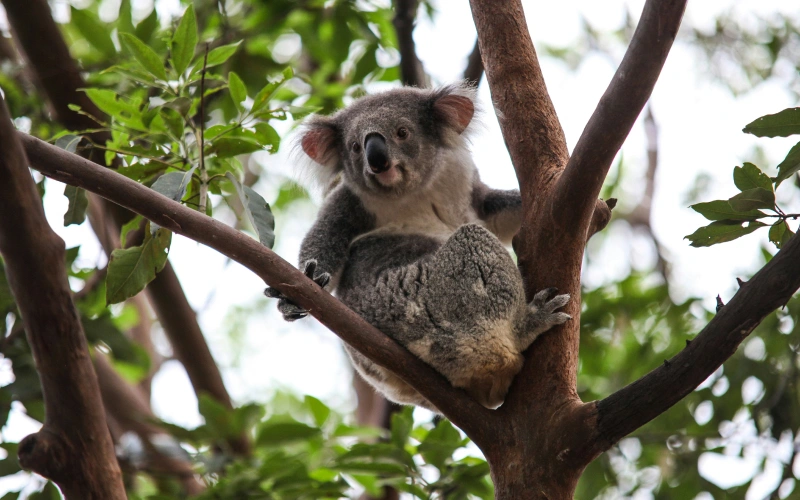 ชมหมีโคอาล่าที่สวนสัตว์ทารองก้า