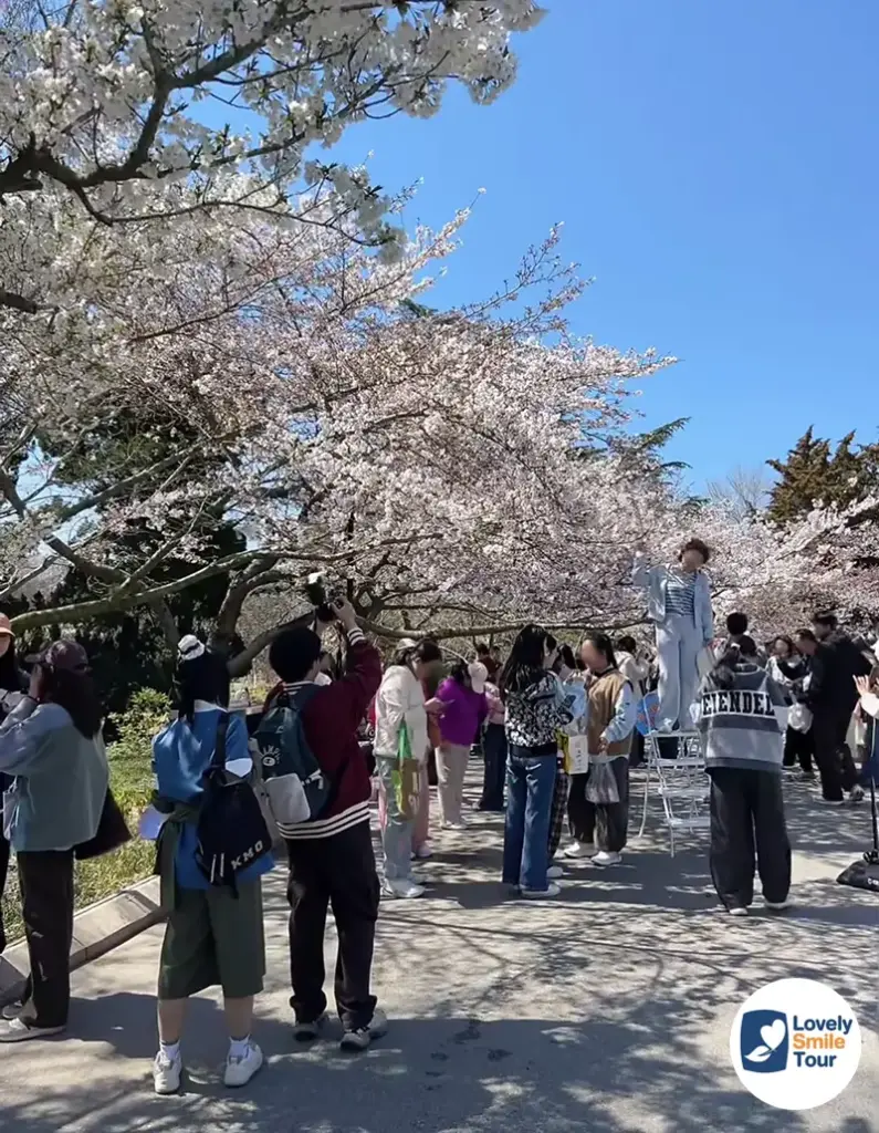 สวนจงซาน ที่ดูซากุระของทัวร์ชิงเต่า