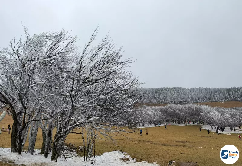 รีวิวทัวร์ฉงชิ่ง อู่หลง ฝูหลิง ต้าจู๋ 6 วัน 4 คืน 13 มีหิมะปกคลุมต้นไม้นิดหน่อย