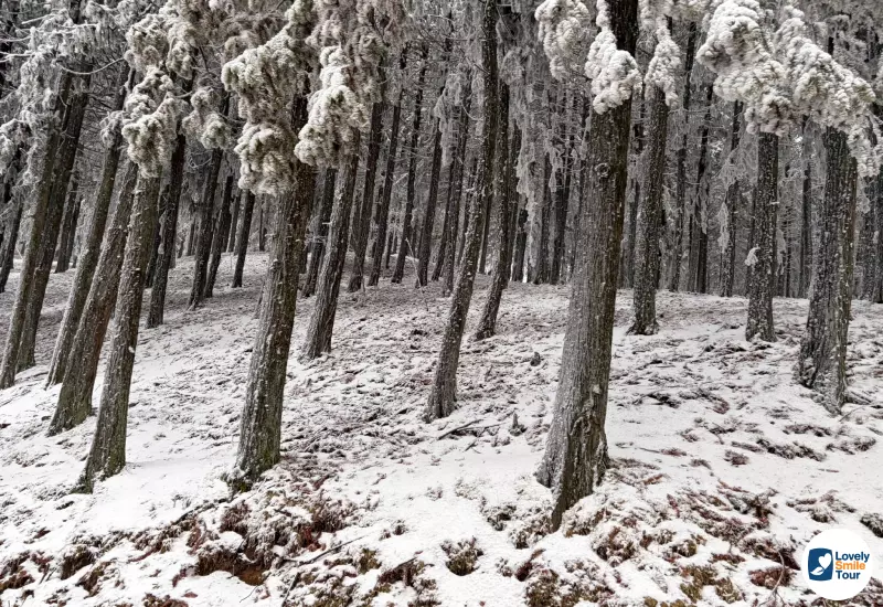 รีวิวทัวร์ฉงชิ่ง อู่หลง ฝูหลิง ต้าจู๋ 6 วัน 4 คืน 16 วิวข้างทาง มีหิมะปกคลุม