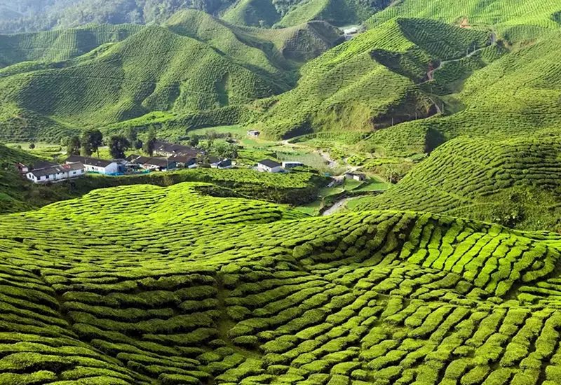 10 ที่เที่ยวมาเลเซีย 2569 จุดเช็คอินยอดฮิต เดินทางง่าย ถ่ายรูปสวย 4 ทัศนียภาพอันงดงามของไร่ชาเขียวขจีบนเนินเขาในคาเมรอนไฮแลนด์ ประเทศมาเลเซีย