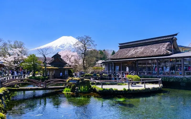 รีวิวเที่ยว หมู่บ้านน้ำใส 2026 จุดชมวิวฟูจิที่สวยที่สุด 6 หมู่บ้านน้ำใสในช่วงฤดูใบไม้ผลิ จะเต็มไปด้วยดอกซากุระสีชมพู ตัดกับวิวท้องฟ้าและภูเขาไฟฟูจิด้านหลัง สวยงามมาก