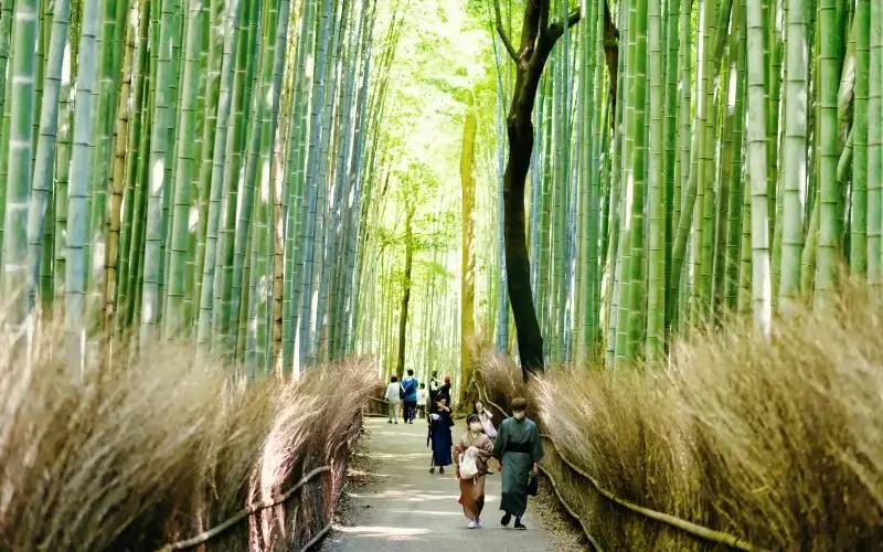 5 เหตุผลที่ต้องไป ป่าไผ่อาราชิยามะ จุดหมายที่ห้ามพลาด 1 arashiyama bamboo grove kyoto trip