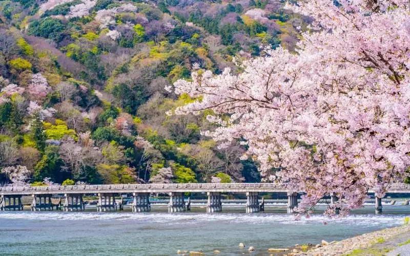 5 เหตุผลที่ต้องไป ป่าไผ่อาราชิยามะ จุดหมายที่ห้ามพลาด 7 arashiyama bmboo grove in spring