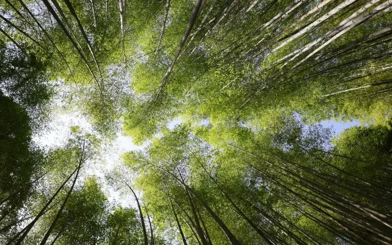 5 เหตุผลที่ต้องไป ป่าไผ่อาราชิยามะ จุดหมายที่ห้ามพลาด 8 arashiyama bmboo grove in summer