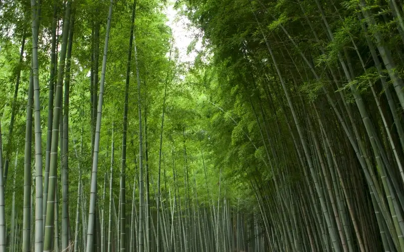 5 เหตุผลที่ต้องไป ป่าไผ่อาราชิยามะ จุดหมายที่ห้ามพลาด 3 arashiyama bmboo grove