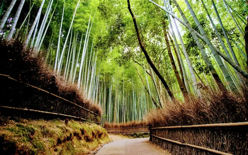 5 เหตุผลที่ต้องไป ป่าไผ่อาราชิยามะ จุดหมายที่ห้ามพลาด 2 sagano bamboo forest kyoto tour